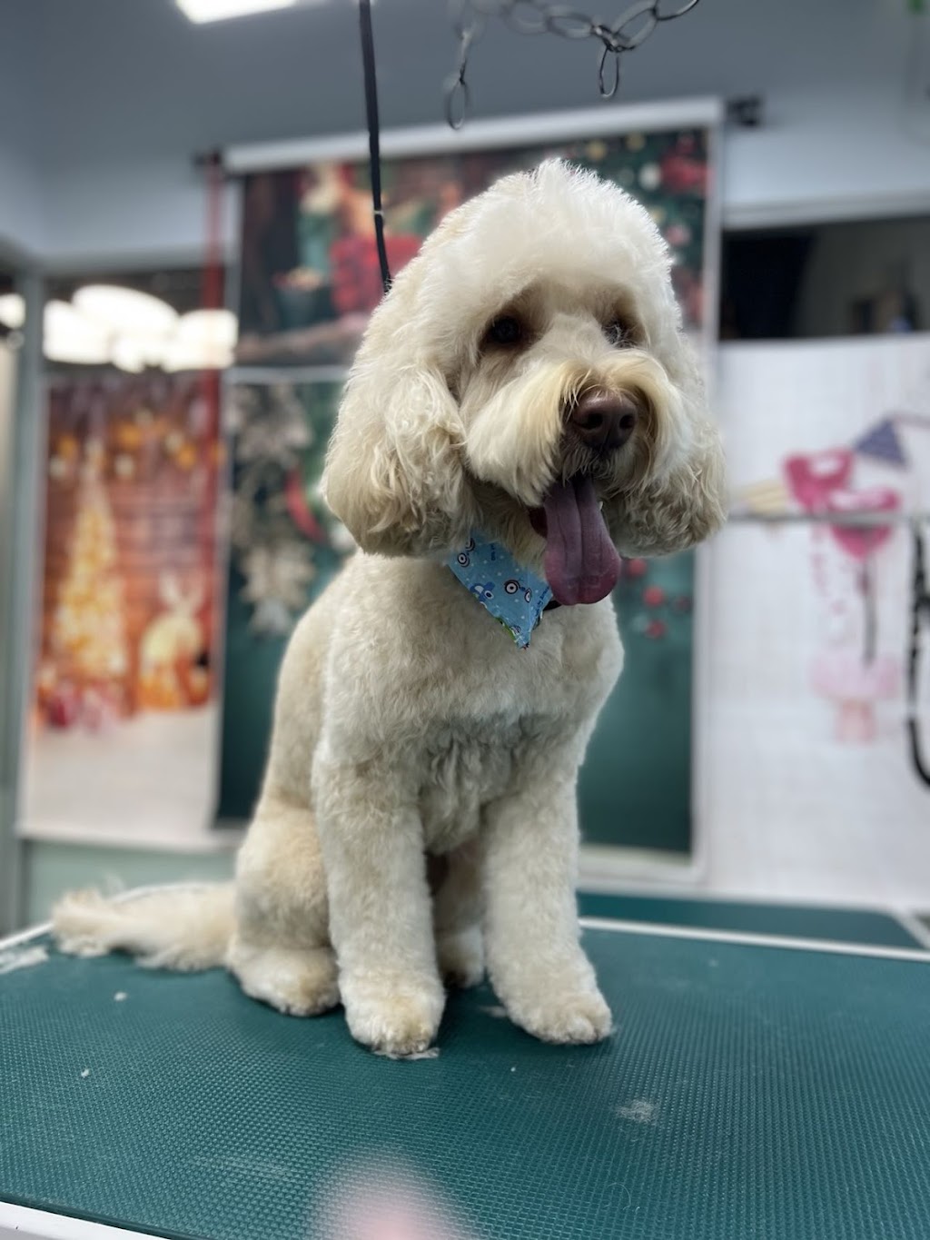 PawPaw Pet Spa & Grooming | 6465 Cartmell Pl SW, Edmonton, AB T6W 4V4, Canada | Phone: (780) 666-9920