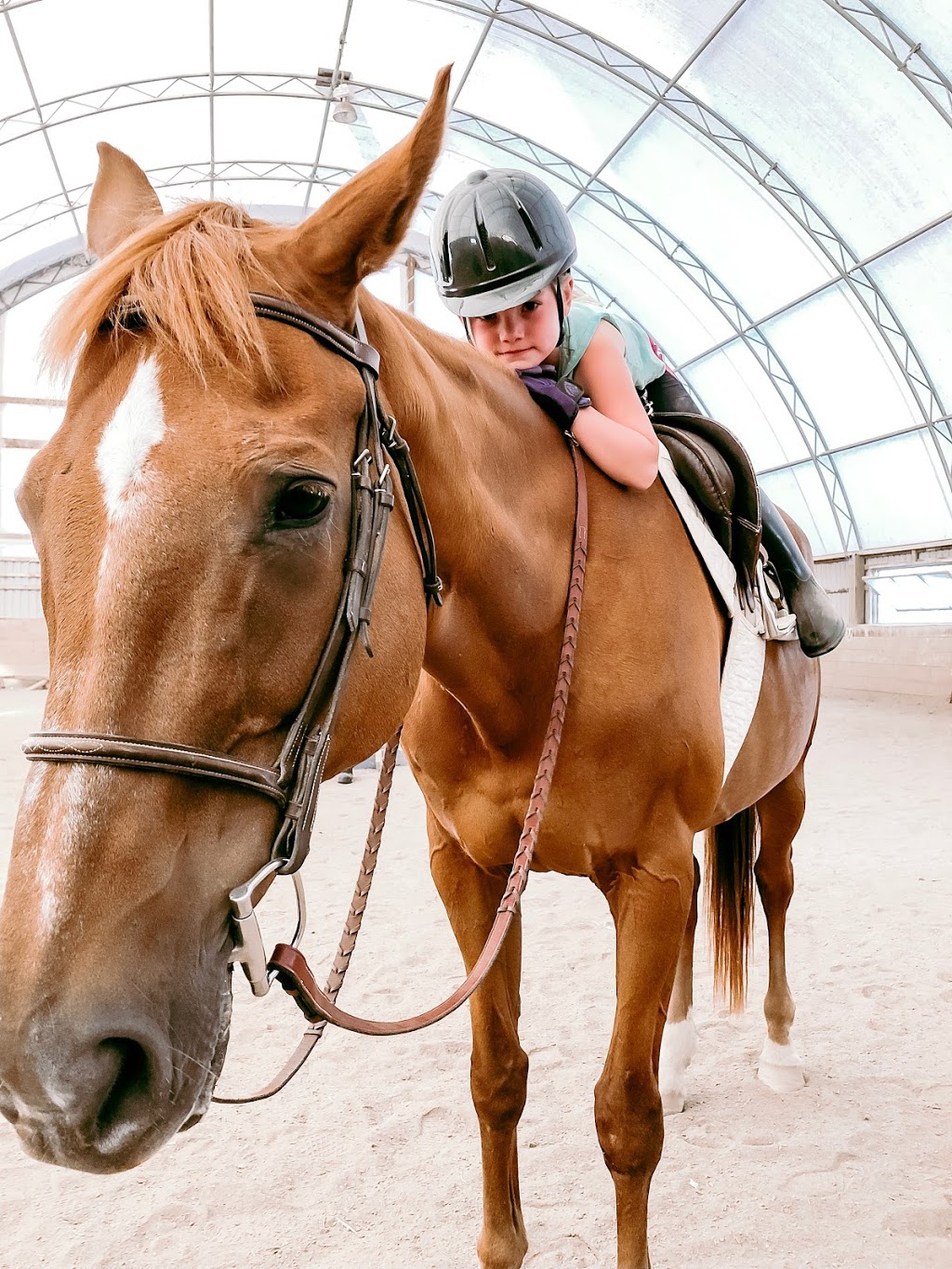 Destiny Equestrian Complex | 4088 5th Line, Innisfil, ON L9S 3L4, Canada | Phone: (416) 566-3741
