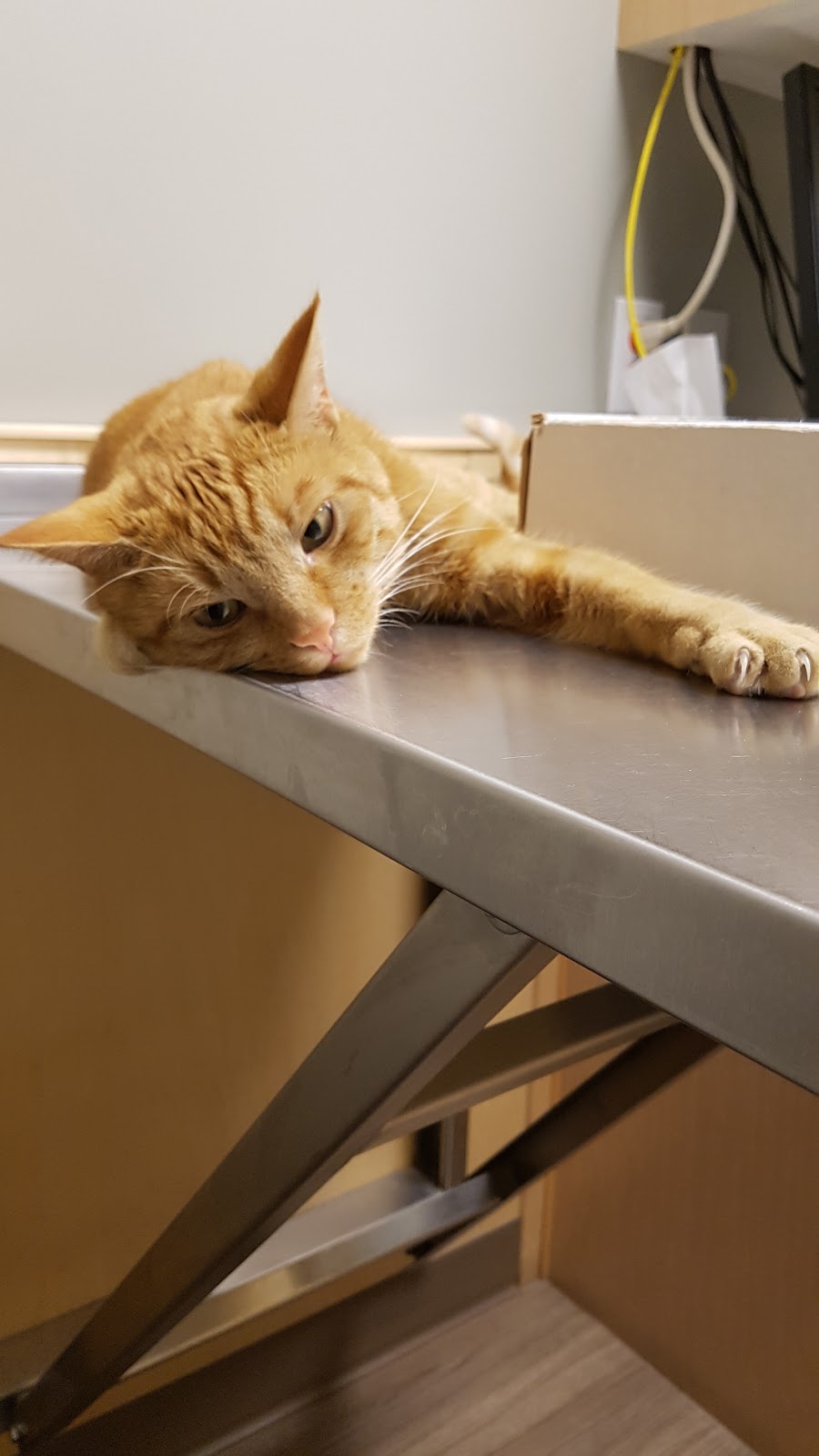 Foothills Animal Hospital | 34 Southridge Dr #6, Okotoks, AB T1S 2G5, Canada | Phone: (403) 938-3791