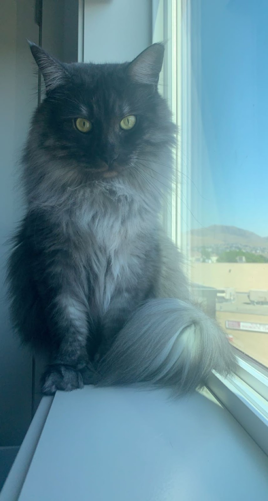 Pet Connection Pet Grooming | 1662 Valleyview Dr, Kamloops, BC V2C 4B5, Canada | Phone: (250) 372-3800