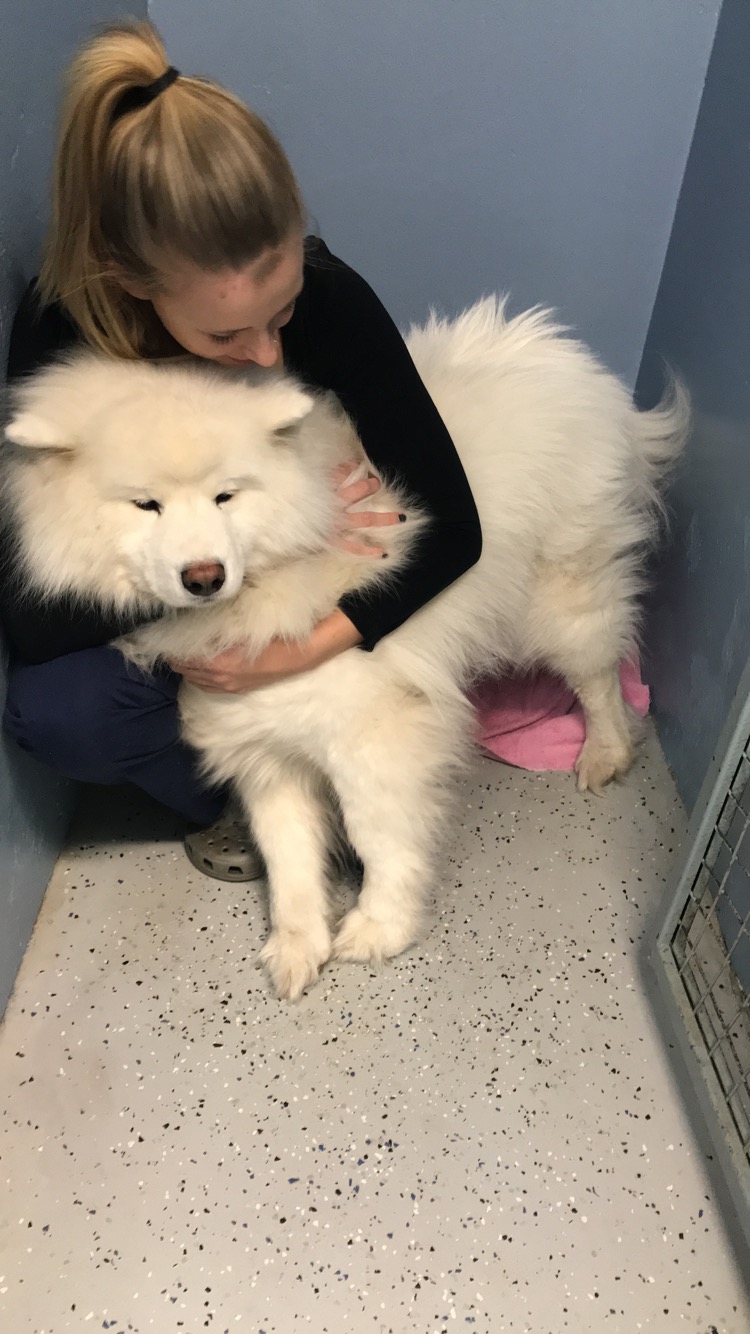 Animal Hospital Of River Oaks | 161 Old Upper Middle Rd, Oakville, ON L6H 1M2, Canada | Phone: (905) 338-6257
