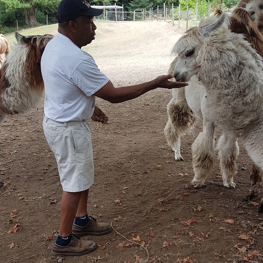 Woosterville Mini-Llama Farm | 4135 Hillbank Rd, Duncan, BC V9L 6M1, Canada | Phone: (250) 815-0210