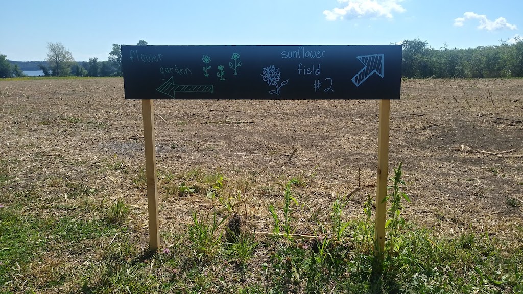 Wynn Farms (Flowers and Sunflowers) | 9592 Loyalist Pkwy, Greater Napanee, ON K7R 3K7, Canada | Phone: (613) 881-0303