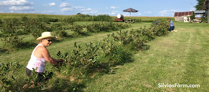 Silvios Aronia Farm | 1251 Scugog Line 8, Port Perry, ON L9L 1B2, Canada | Phone: (905) 985-3555