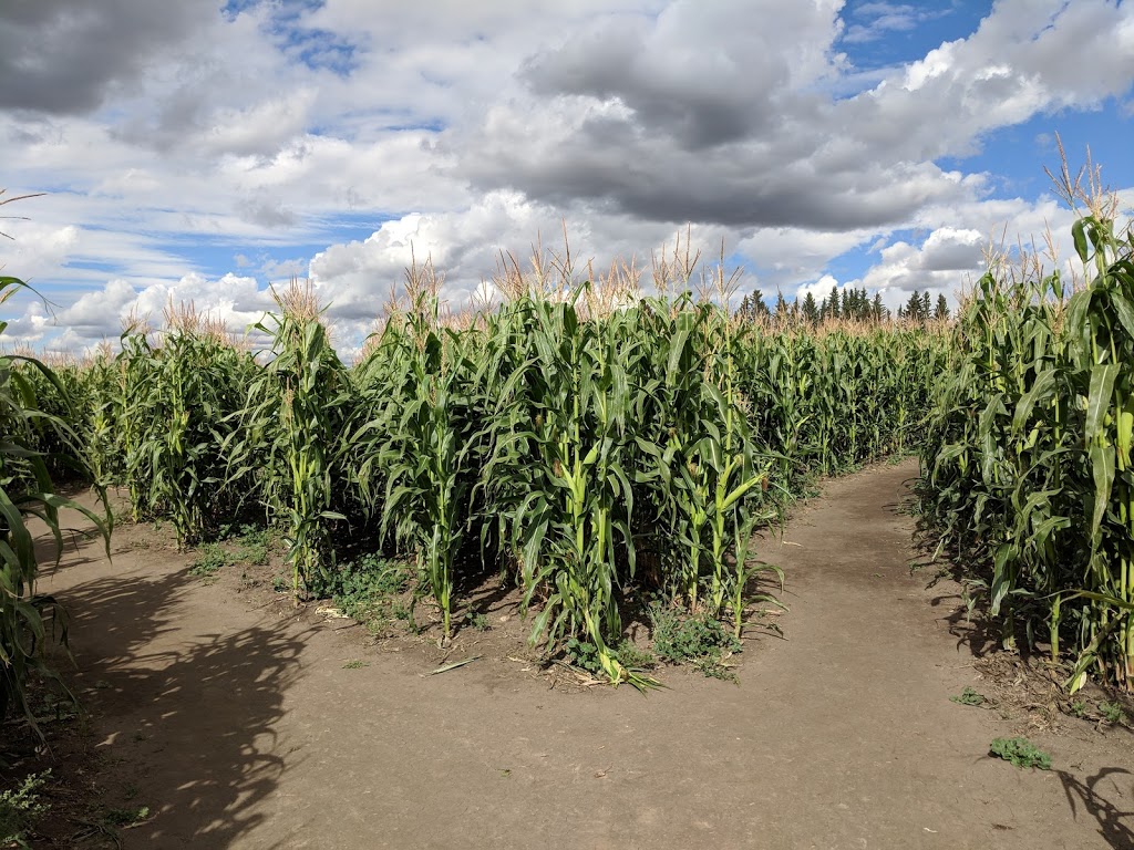 Bowden SunMaze | 34530 Range Rd 14, Bowden, AB T0M 0K0, Canada | Phone: (403) 224-3995