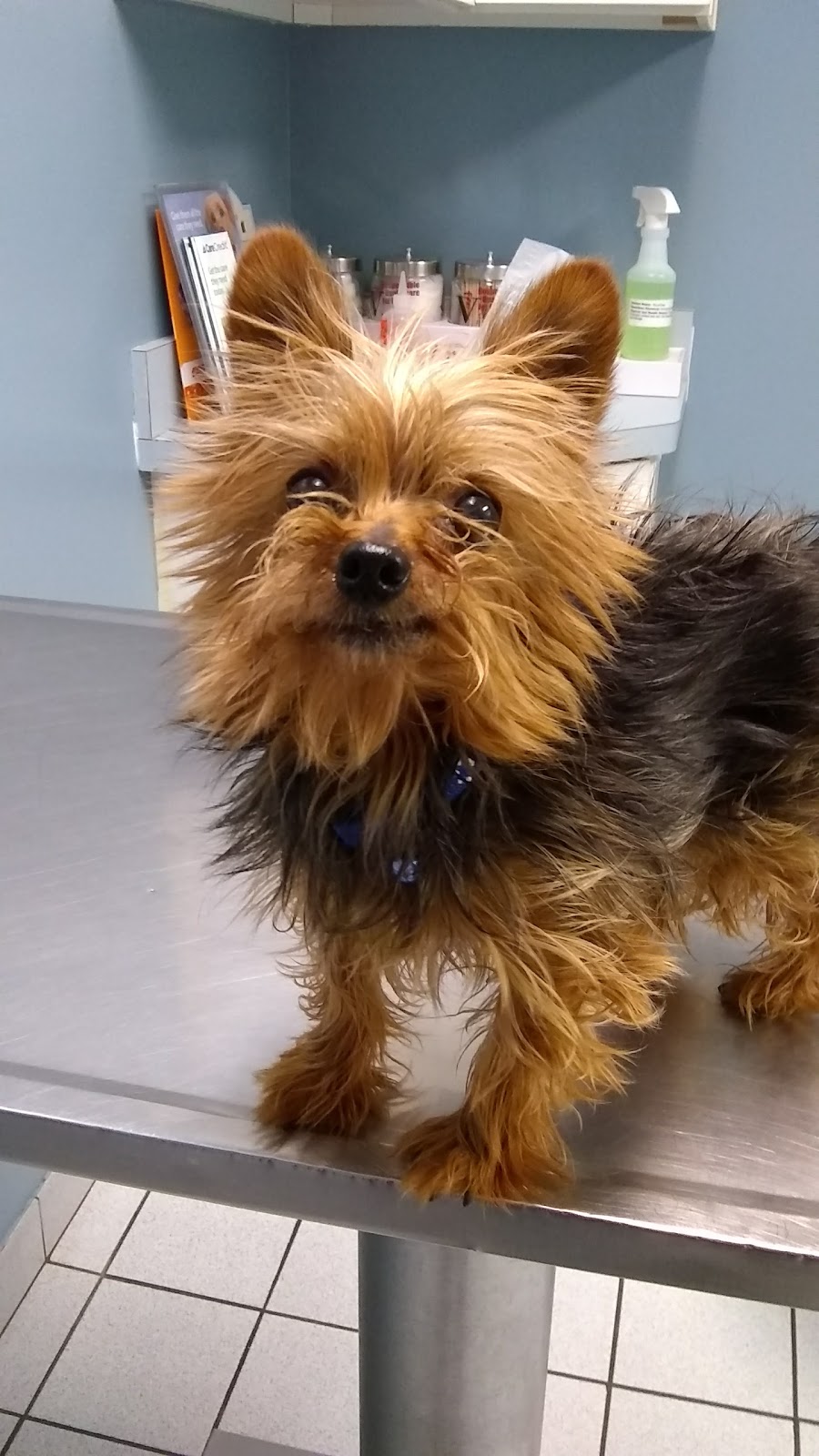 Yale Veterinary Hospital | 10930 Yale Rd, Brockway, MI 48097, USA | Phone: (810) 387-4370