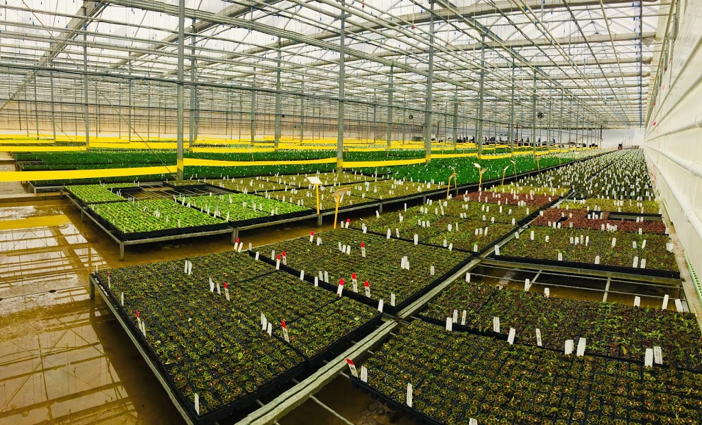 One Floral (office) | 2350 Fourth Ave, Jordan Station, ON L0R 1S0, Canada | Phone: (905) 562-4118