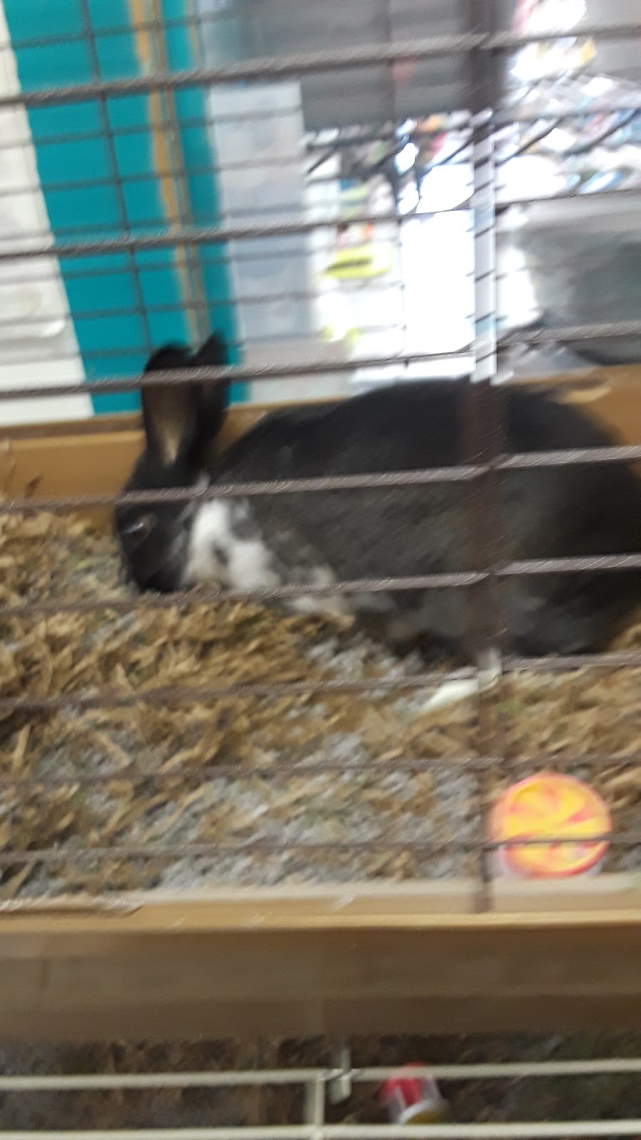 Classic Pet Supply II | 3180 Gratiot Blvd, Marysville, MI 48040, USA | Phone: (810) 364-0200