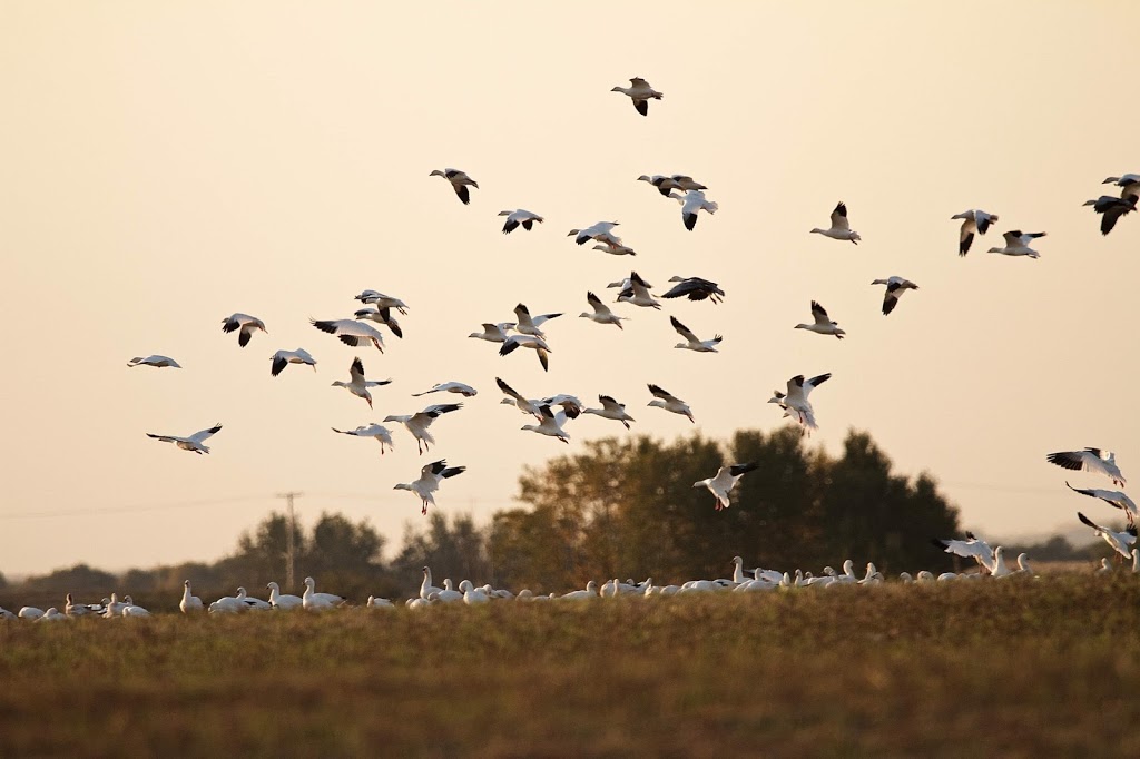APEX Waterfowling | 2500 Roger Stevens Dr, North Gower, ON K0A 2T0, Canada | Phone: (613) 453-8224
