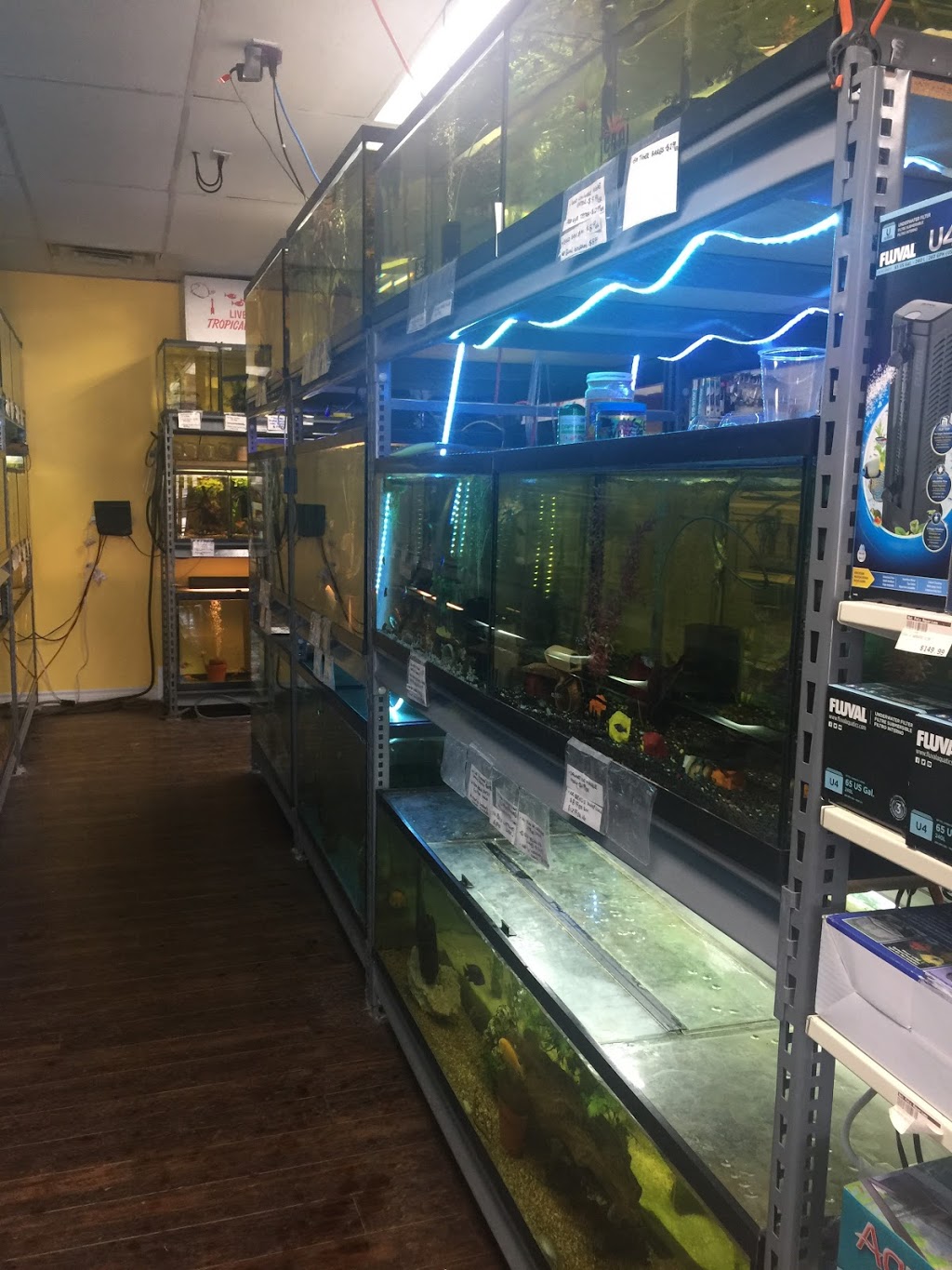 WET PETS AQUARIUMS INC. | 295 Main St E UNIT #4, Milton, ON L9T 1P1, Canada | Phone: (289) 851-2606