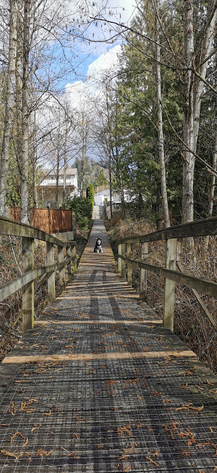ShadyTreeCanines | 33775 Grewall Crescent, Mission, BC V2V 7B7, Canada | Phone: (604) 751-4483