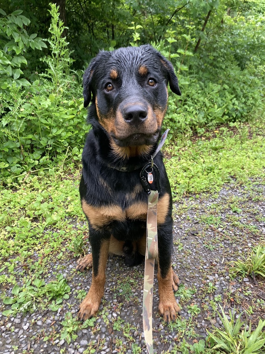 One More Light K9 | S Island Park Dr, Ottawa, ON K4M 1J2, Canada | Phone: (613) 807-7597