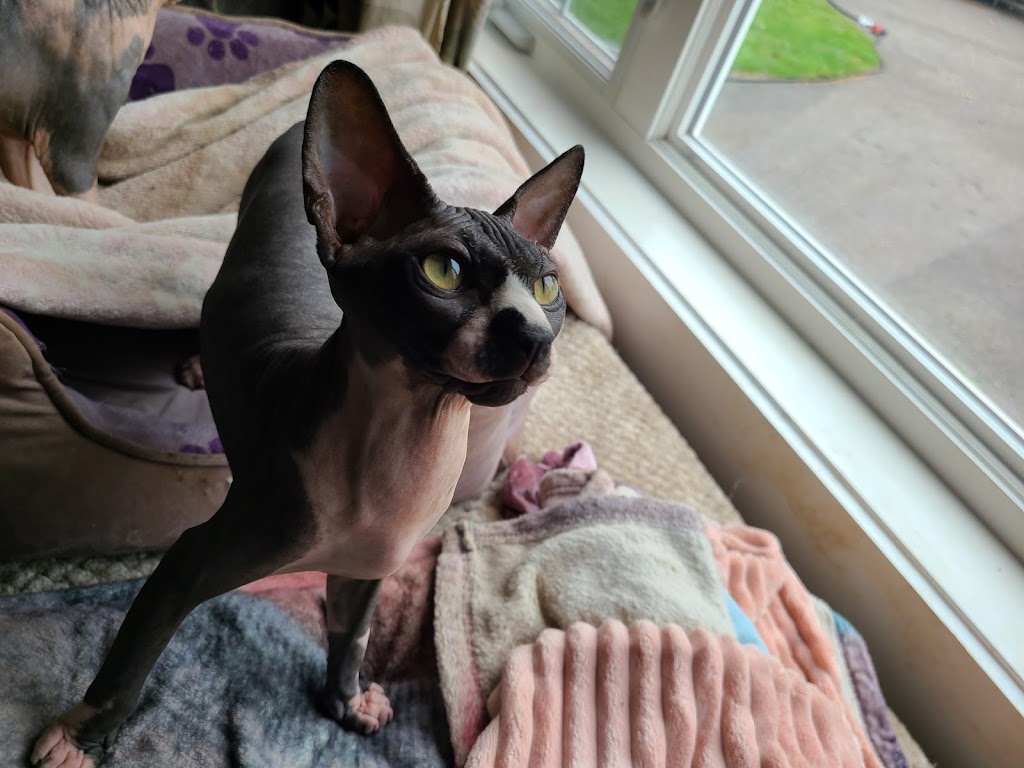 ValleyCatTales | South Farmington, NS B0P 1W0, Canada | Phone: (902) 312-1449
