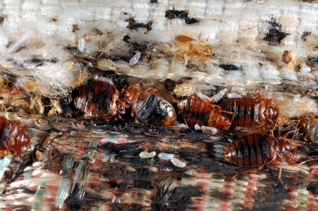 New Westminster | Ants ,Bed Bugs,Rat ,Cockroach,Mice Exterminator| Pestzap | 829 13th St, New Westminster, BC V3M 5Z7, Canada | Phone: (778) 875-4770