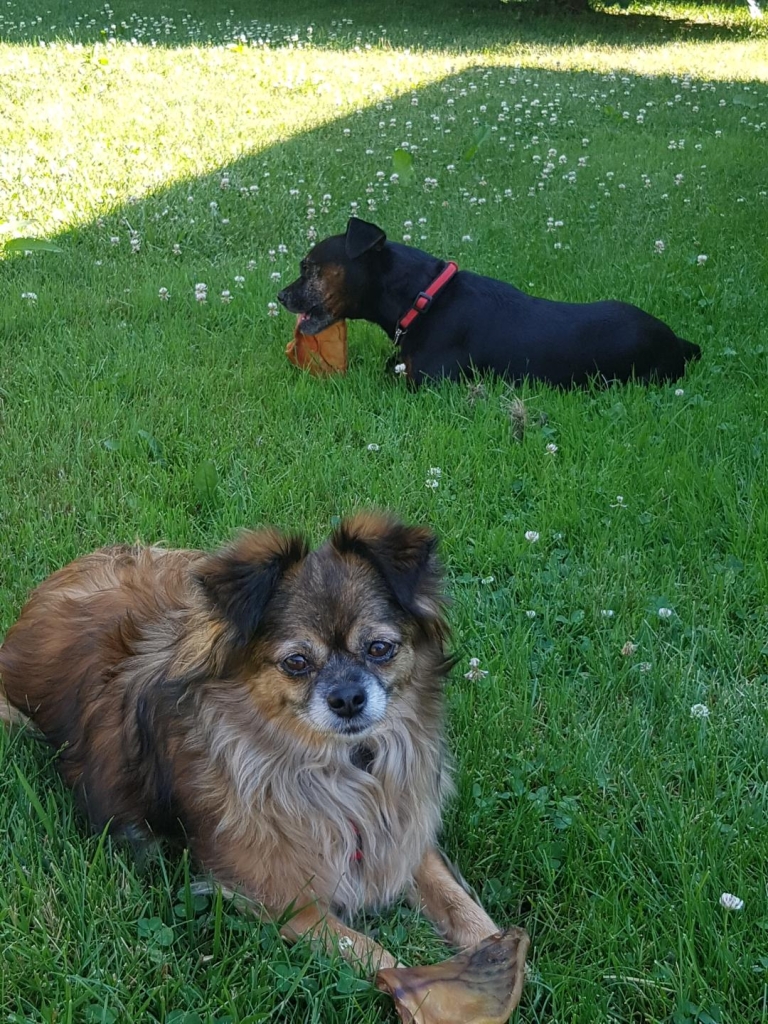 Your Pets are My Pets | 16 Victoria St, Waterdown, ON L0R 2H6, Canada | Phone: (905) 870-9347