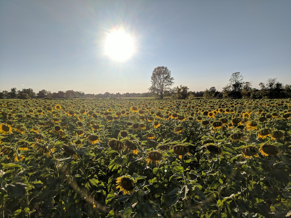 Bill & Gerry Kydds Farm Market | 3573 Saunders Settlement Rd, Sanborn, NY 14132, USA | Phone: (716) 731-5003