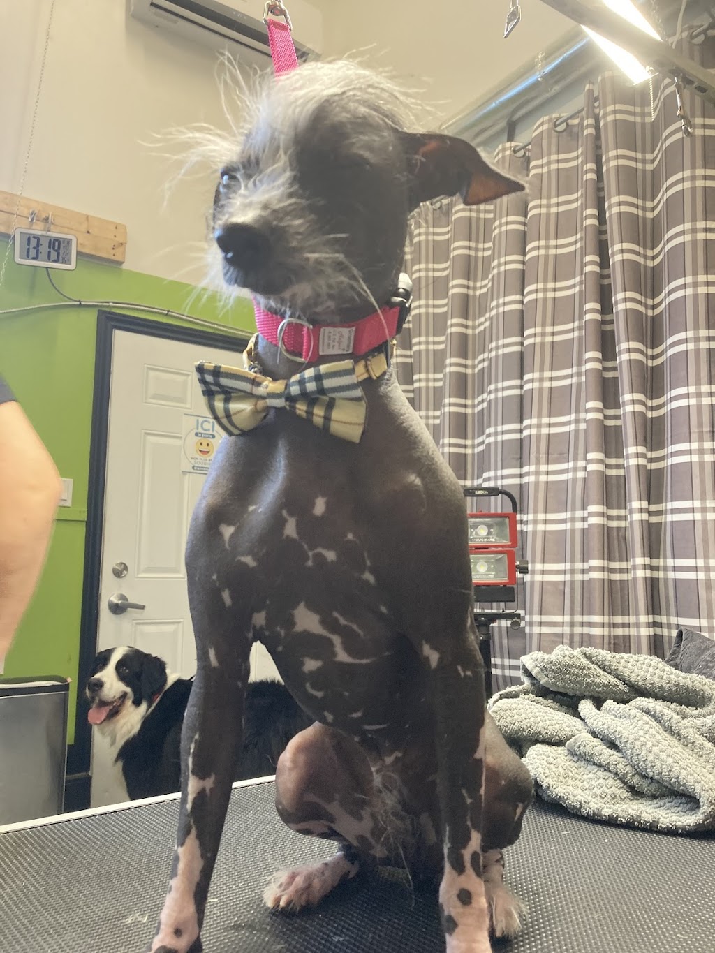 Le Chien Le Chat | 279 Bd Jacques Cartier #3, Shannon, QC G3S 1P2, Canada | Phone: (581) 989-9983