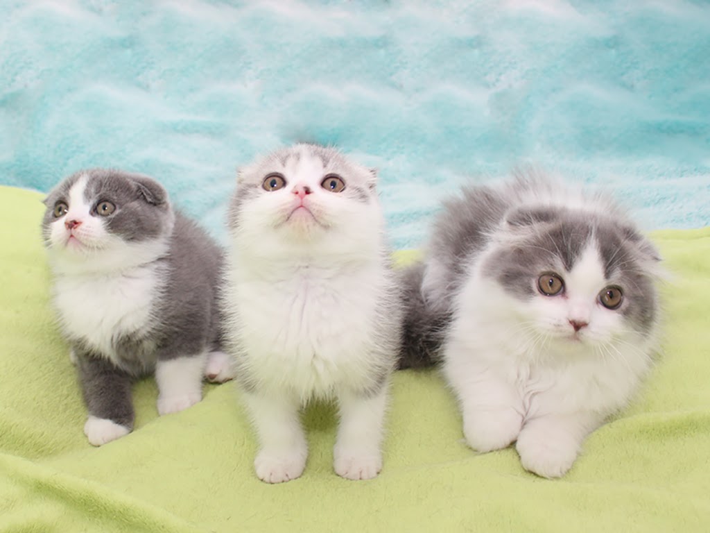 Scottish Cats of Montreal Lutus cattery | 5475 Avenue Westminster, Côte Saint-Luc, QC H4X 2A4, Canada | Phone: (438) 998-7057