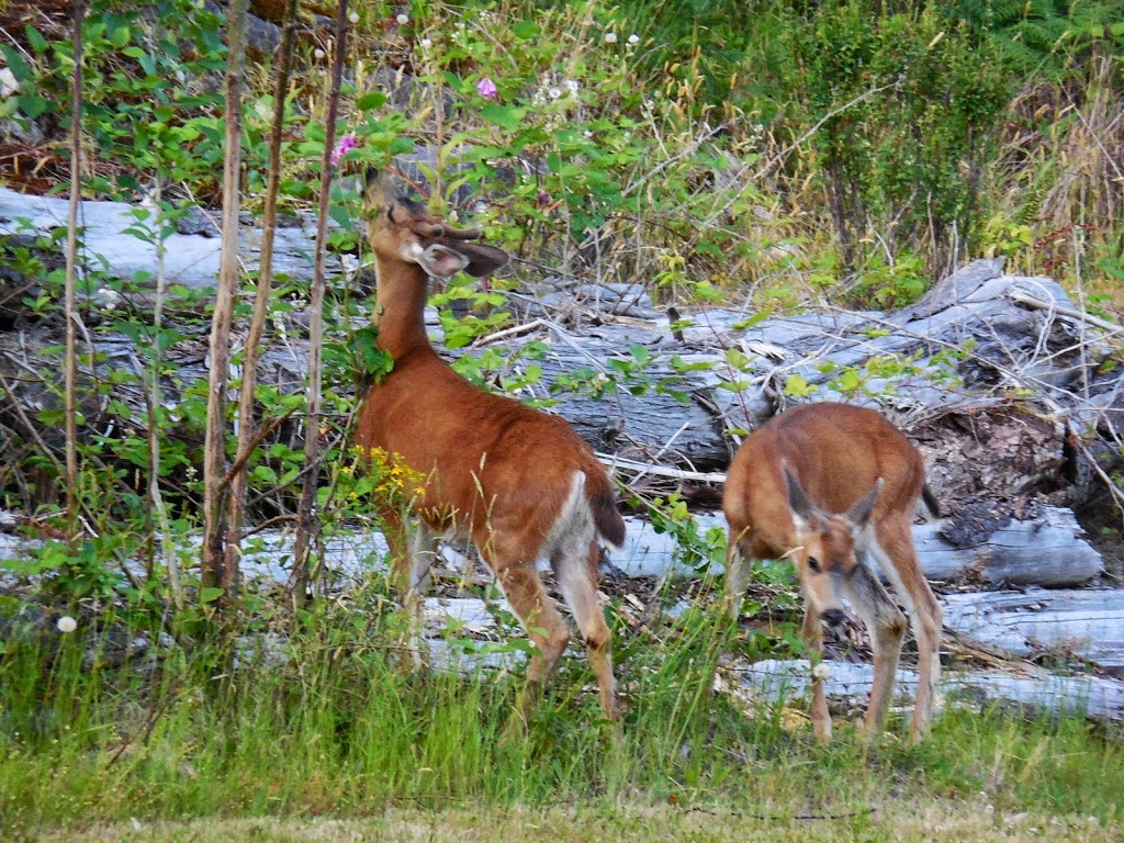Timberline RV Park | 16451 Timberline Rd, Egmont, BC V0N 1N0, Canada | Phone: (604) 883-1133