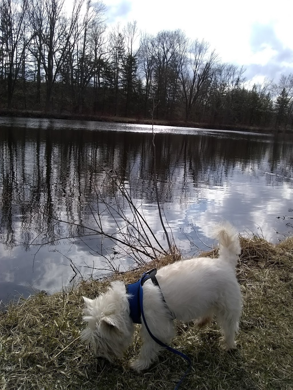 Brantford Pet Sitter | 25 Killarney St, Brantford, ON N3T 6L4, Canada | Phone: (647) 606-3647