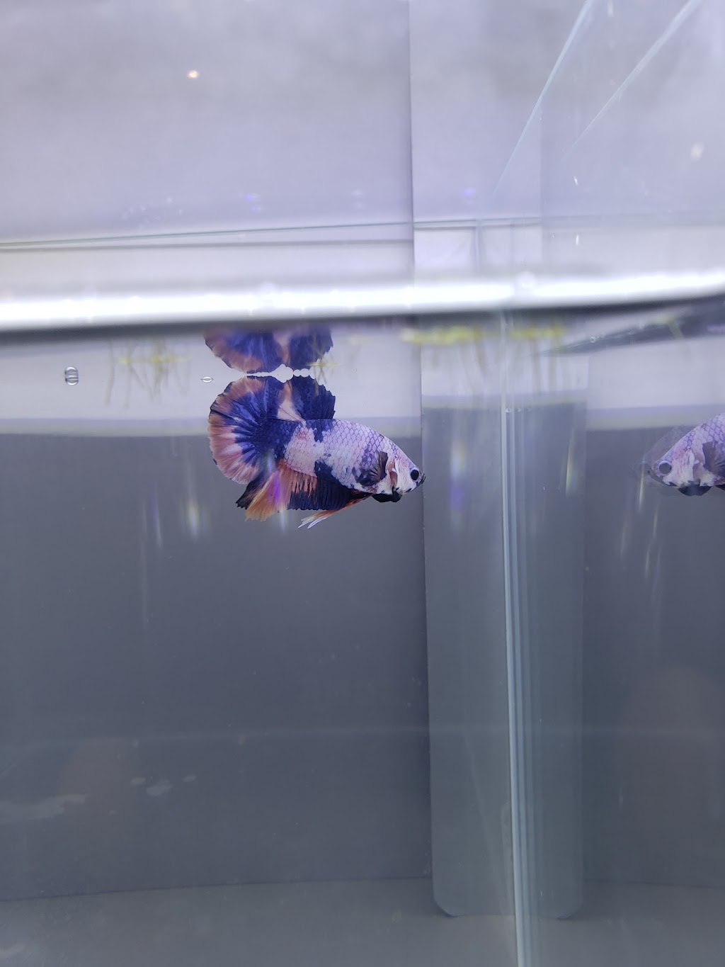 Luminous Aquatic | 553 Foster Ave, Coquitlam, BC V3J 0B5, Canada | Phone: (603) 831-3047