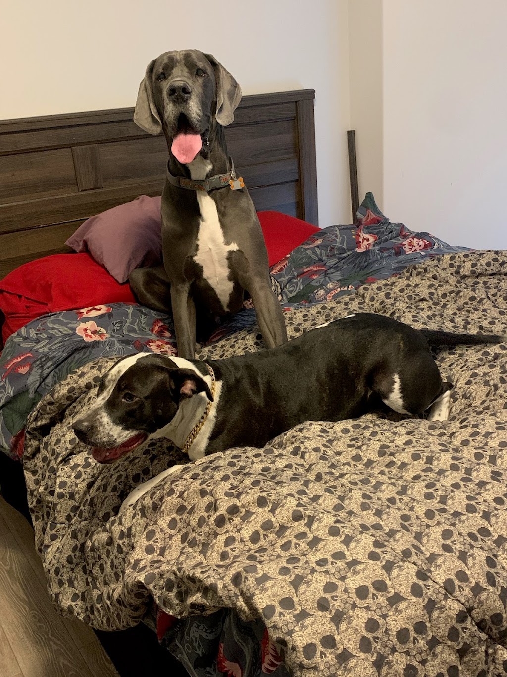 Double Dog Training & K9 Services | 32 Horseshoe Cres, Cochrane, AB T4C 0M4, Canada | Phone: (604) 740-1125