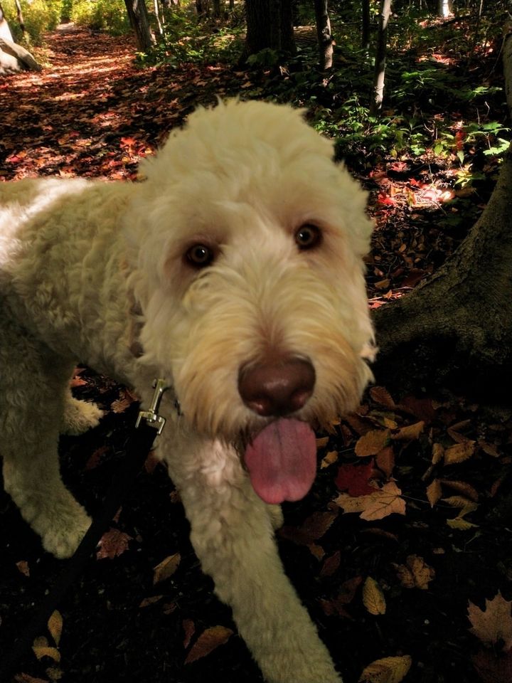 The Dogz Lodge | 174 Cook St, Barrie, ON L4M 4H3, Canada | Phone: (705) 333-2860