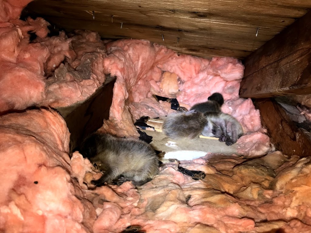 K5 Wildlife Services | 22 Spring Creek Dr Unit #3, Waterdown, ON L8B 1V7, Canada | Phone: (905) 617-0355