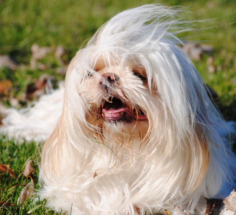 Édu-Canin | 18 Rue André, Les Coteaux, QC J7X 1K2, Canada | Phone: (450) 567-2134
