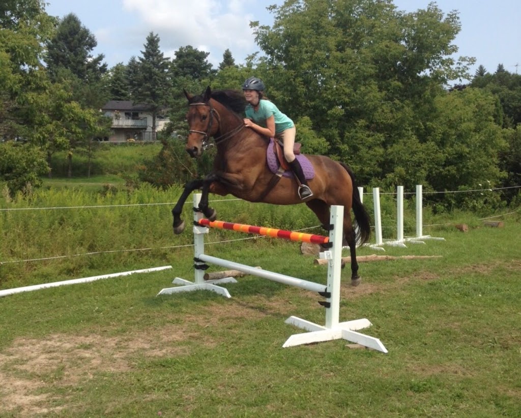 DreamRidge Equestrian | 95 Townline Road East, Port Perry, ON L9L 1B3, Canada | Phone: (416) 716-9464