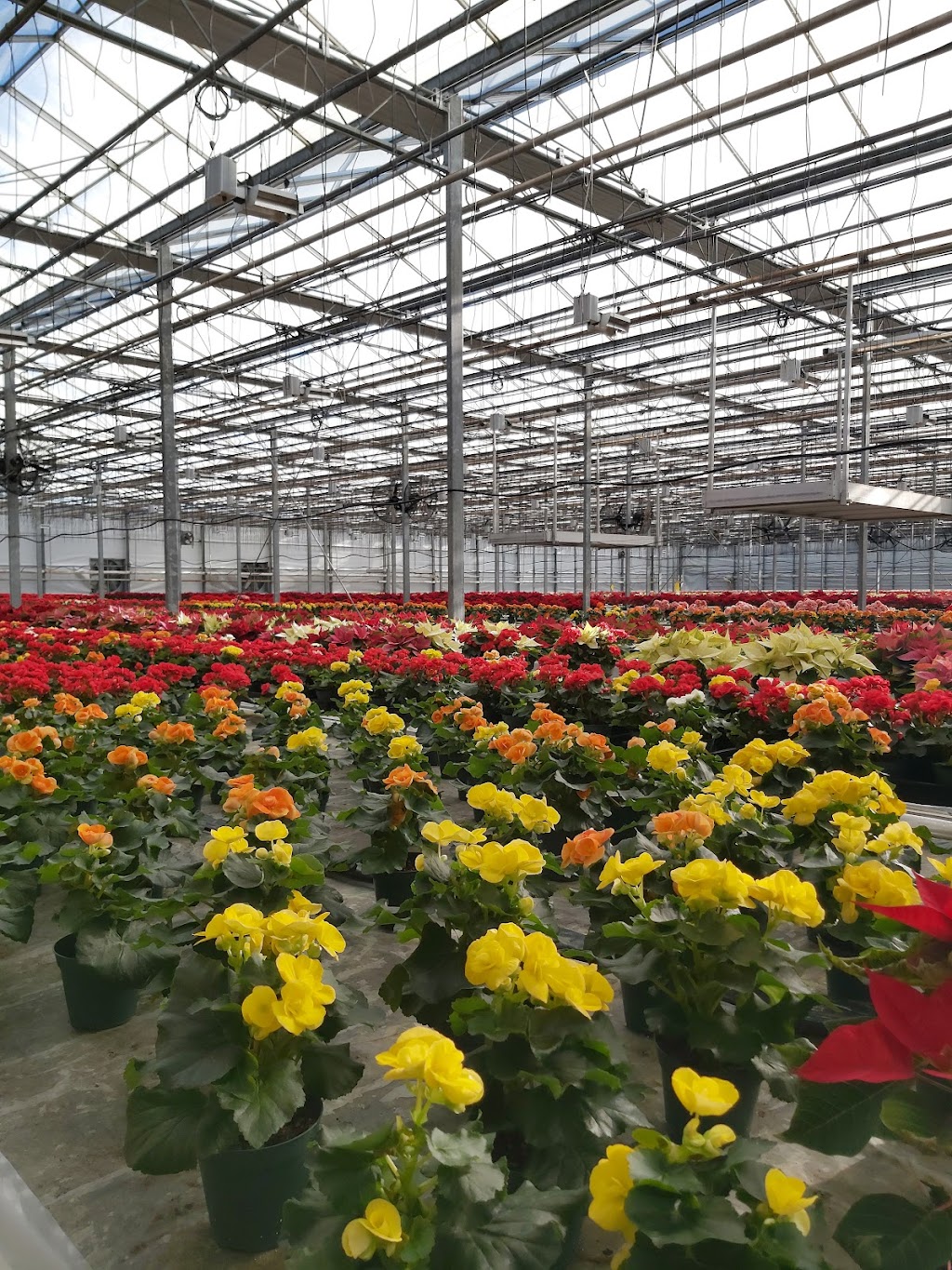 Barjar Greenhouse | 18544 Keele St, Newmarket, ON L3Y 4V9, Canada | Phone: (905) 775-2773