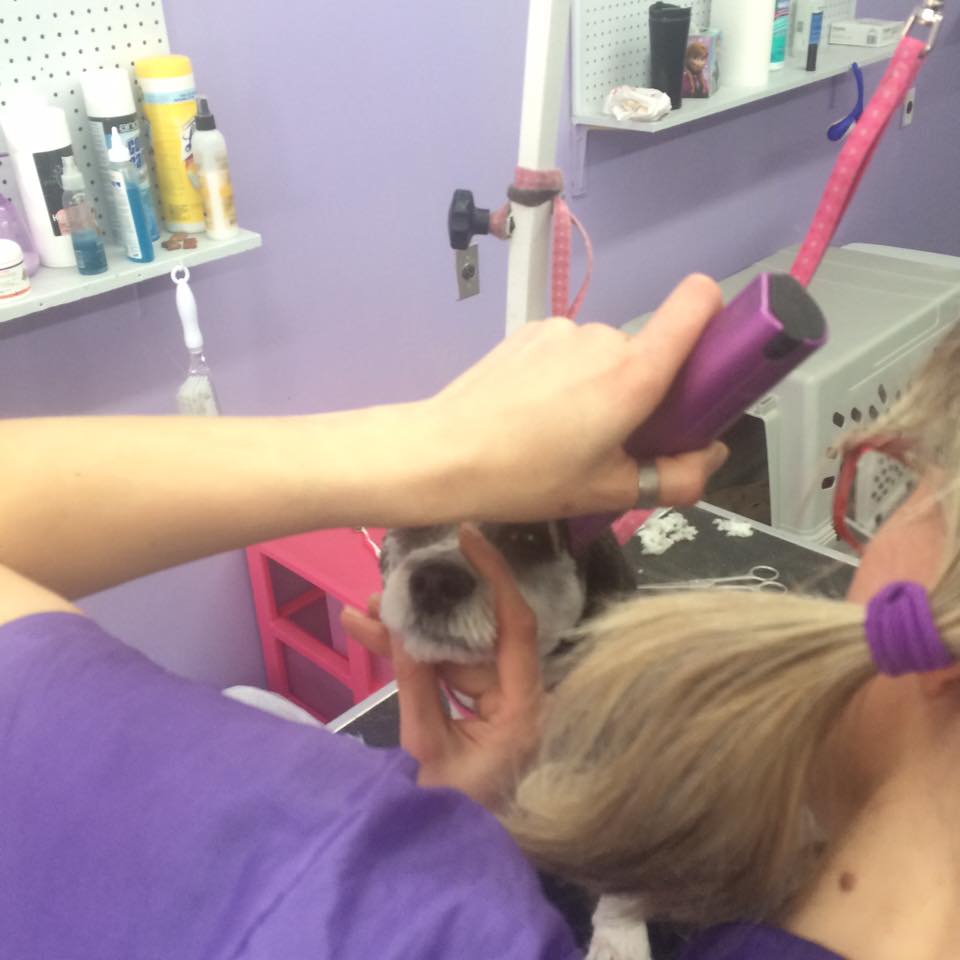 Dog Grooming Calgary | 2106, 380 Canyon Meadows Dr SE, Calgary, AB T2J 7C3, Canada | Phone: (587) 997-6274