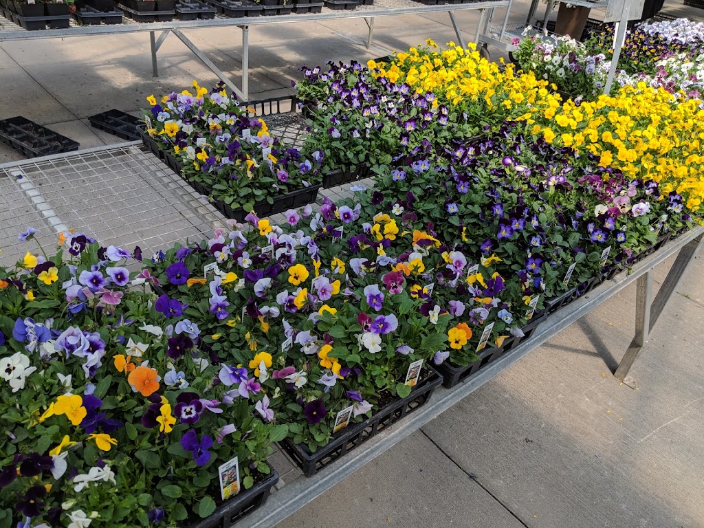 Sumka Brothers Greenhouses (1977) | 328 Peguis St, Winnipeg, MB R3W 1R4, Canada | Phone: (204) 661-9229