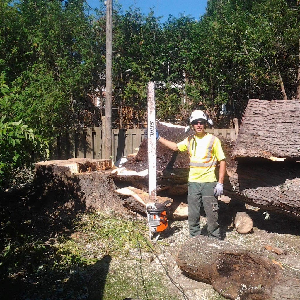 Bob the Urban Arborist | 3498 Cockshutt Rd, Scotland, ON N0E 1R0, Canada | Phone: (519) 498-8746