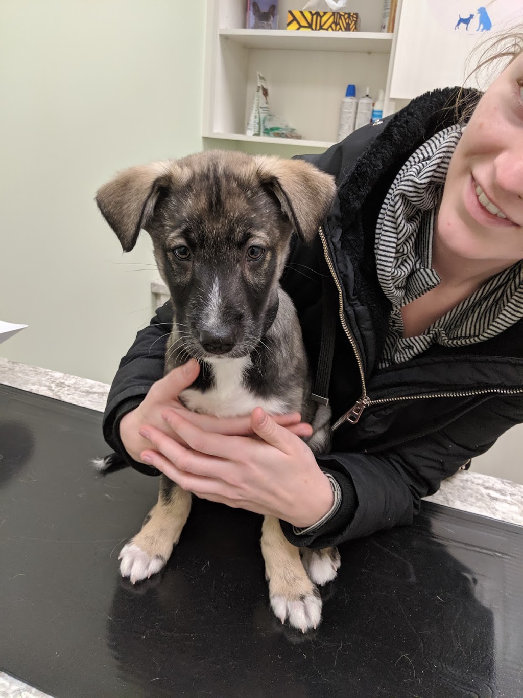 Kenmount Road Animal Hospital 173 Kenmount Rd St John S Nl A1b 3p9 Canada