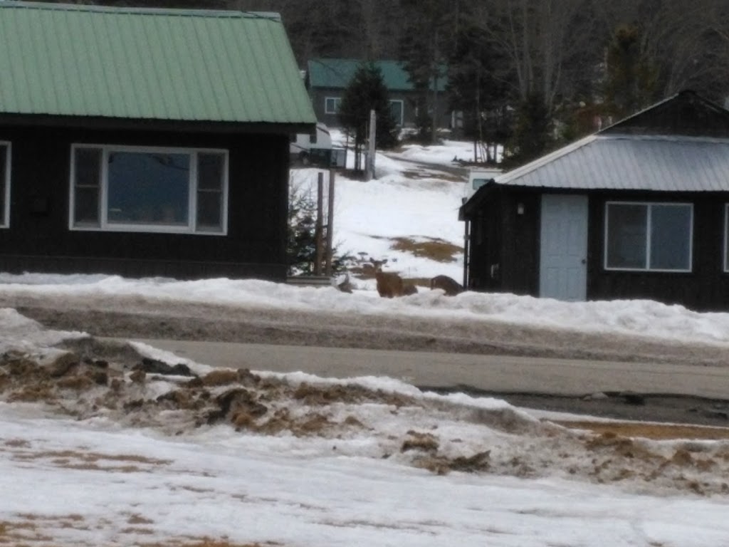 Spruce Cone Cabins | 2067 N Main St, Pittsburg, NH 03592, USA | Phone: (603) 538-6361