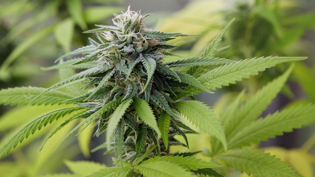 Online Store | Weed Delivery | Newmarket, ON L3X 0B7, Canada | Phone: (867) 670-8958