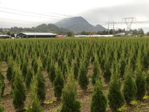 SIM Tree Services | 49733 Yale Rd, Chilliwack, BC V4Z 0B3, Canada | Phone: (604) 703-5570