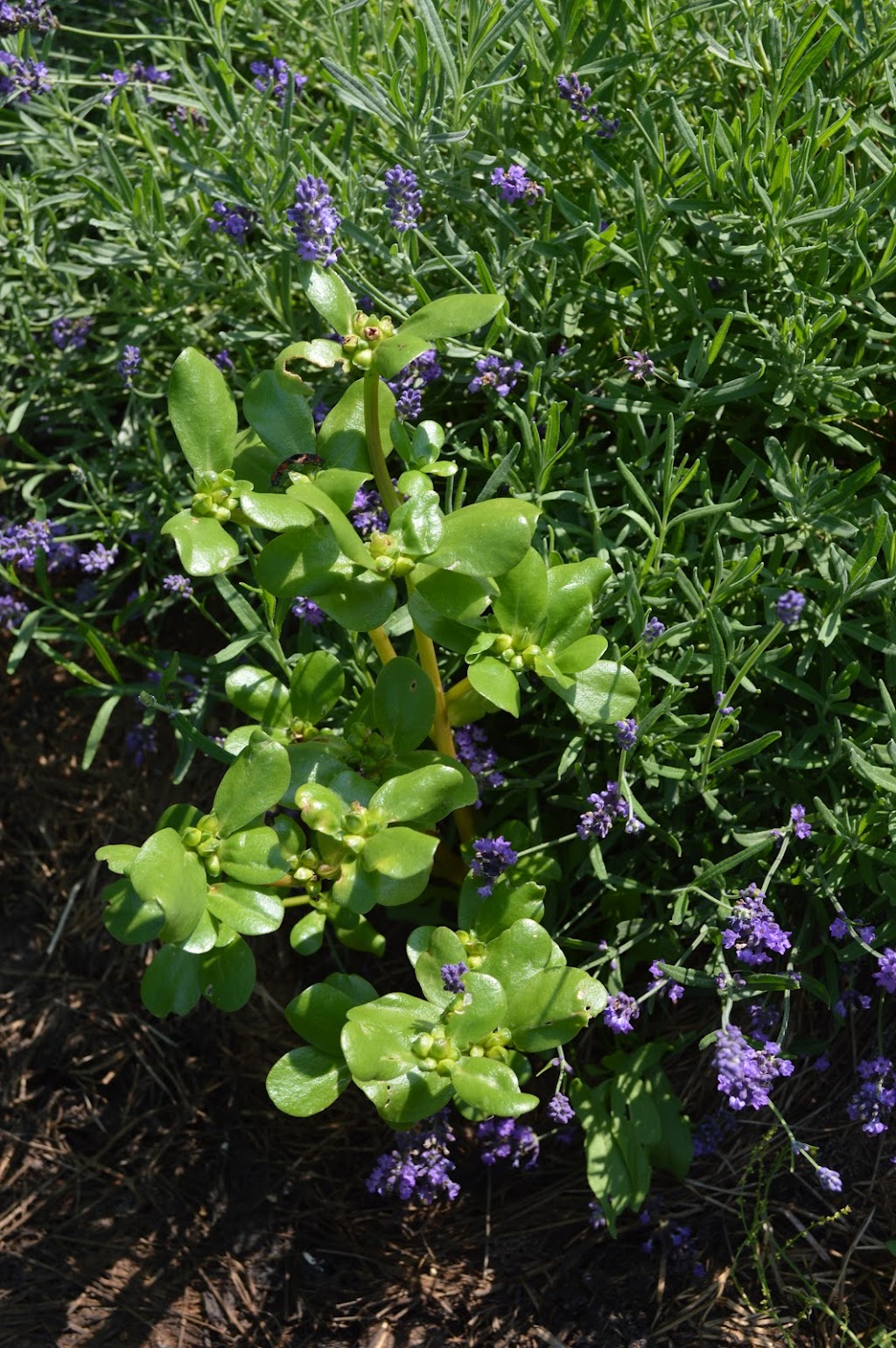 Living Landscapes | 9 Brubacher St, Baden, ON N3A 2V2, Canada | Phone: (705) 313-4769