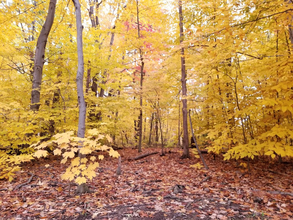 South Common Park | 3501 Glen Erin Dr, Mississauga, ON L5L 2E9, Canada | Phone: (905) 615-4311