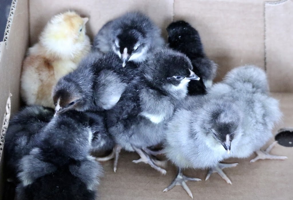 Gypsy Creek Farm | 109-52356, Range Rd 221, Sherwood Park, AB T8E 1E2, Canada | Phone: (780) 266-6365