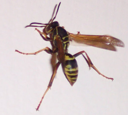Central Extermination | 6540 Av. Papineau #104, Montréal, QC H2G 2X2, Canada | Phone: (514) 722-2425