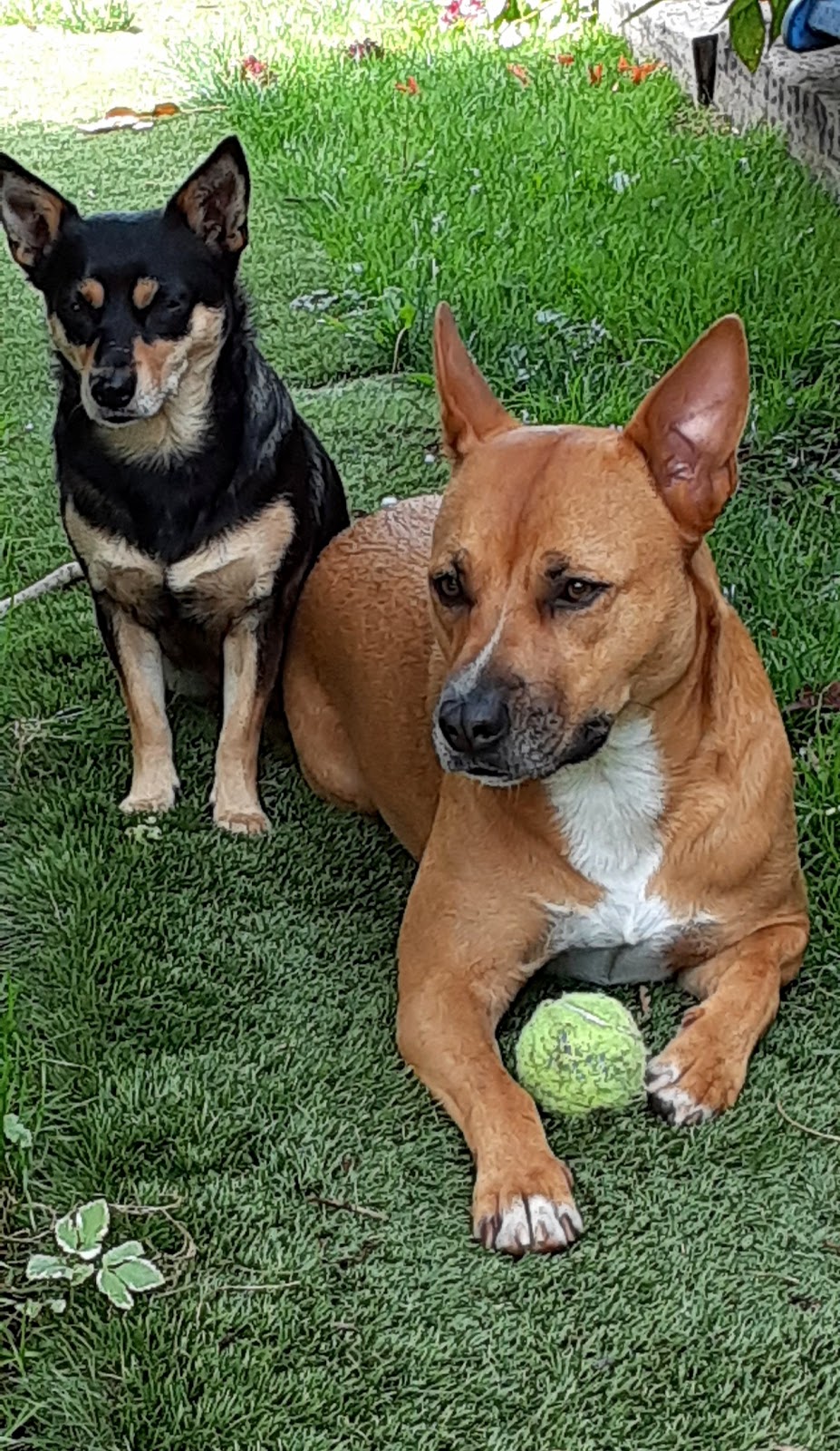 Our Last Hope Animal Rescue Society | Princeton, BC V0X 1W0, Canada | Phone: (604) 749-7150