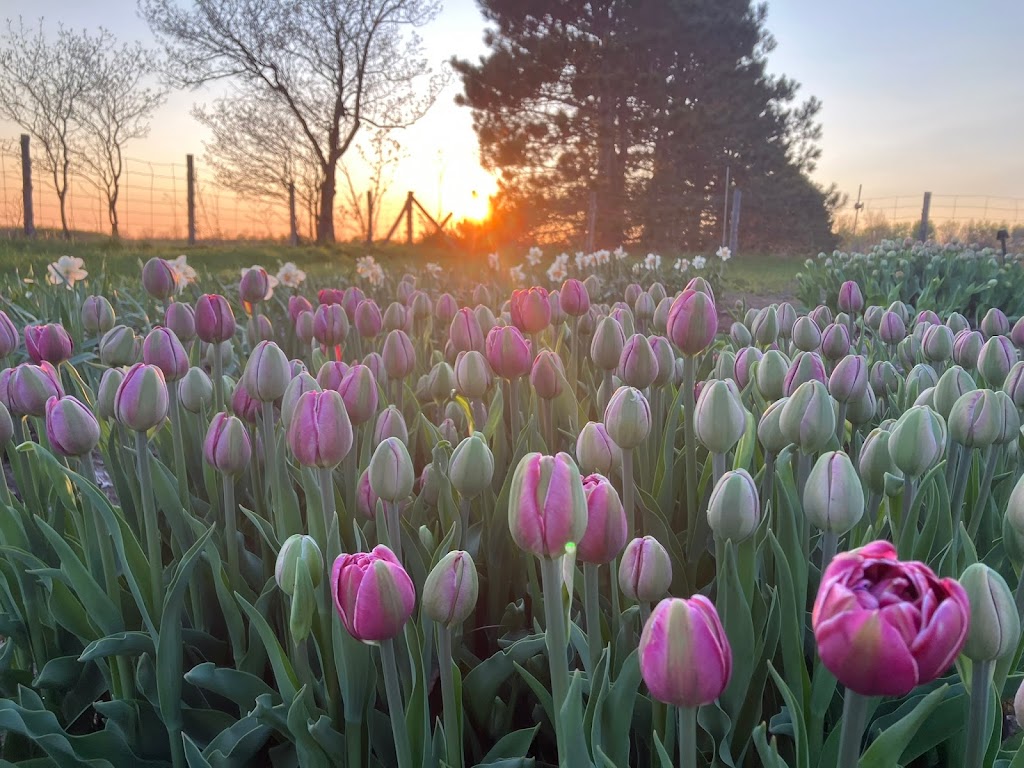 La Petite Ferme Florale | 650 Chem. de Lavaltrie, Lavaltrie, QC J5T 3K8, Canada | Phone: (514) 839-2635
