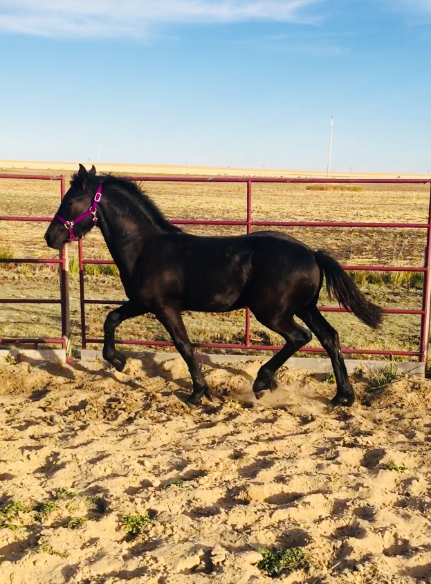 Baroque Friesian Ranch | Site 114 comp 20 RR 1, 4001 Ste Anne Trail, Alberta Beach, AB T0E 0A1, Canada | Phone: (403) 813-6691