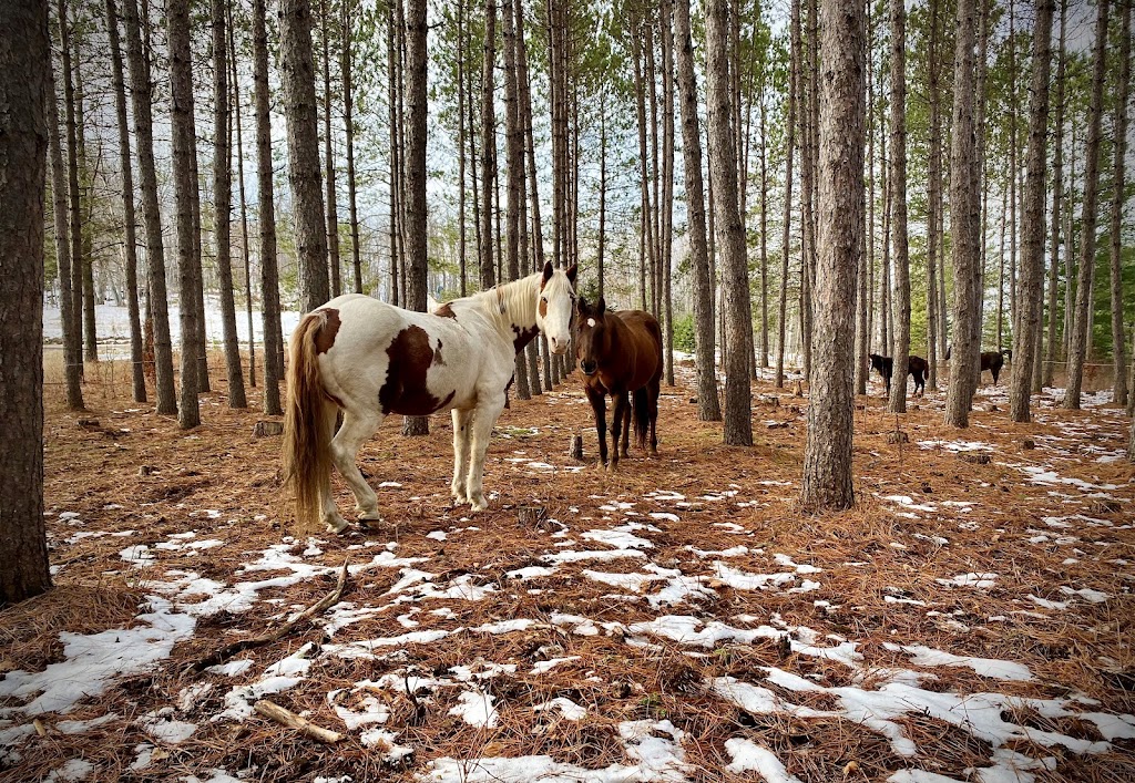 Ranch Équinoxe | 8 Rang Procule S, Notre-Dame-de-la-Paix, QC J0V 1P0, Canada | Phone: (514) 217-5187