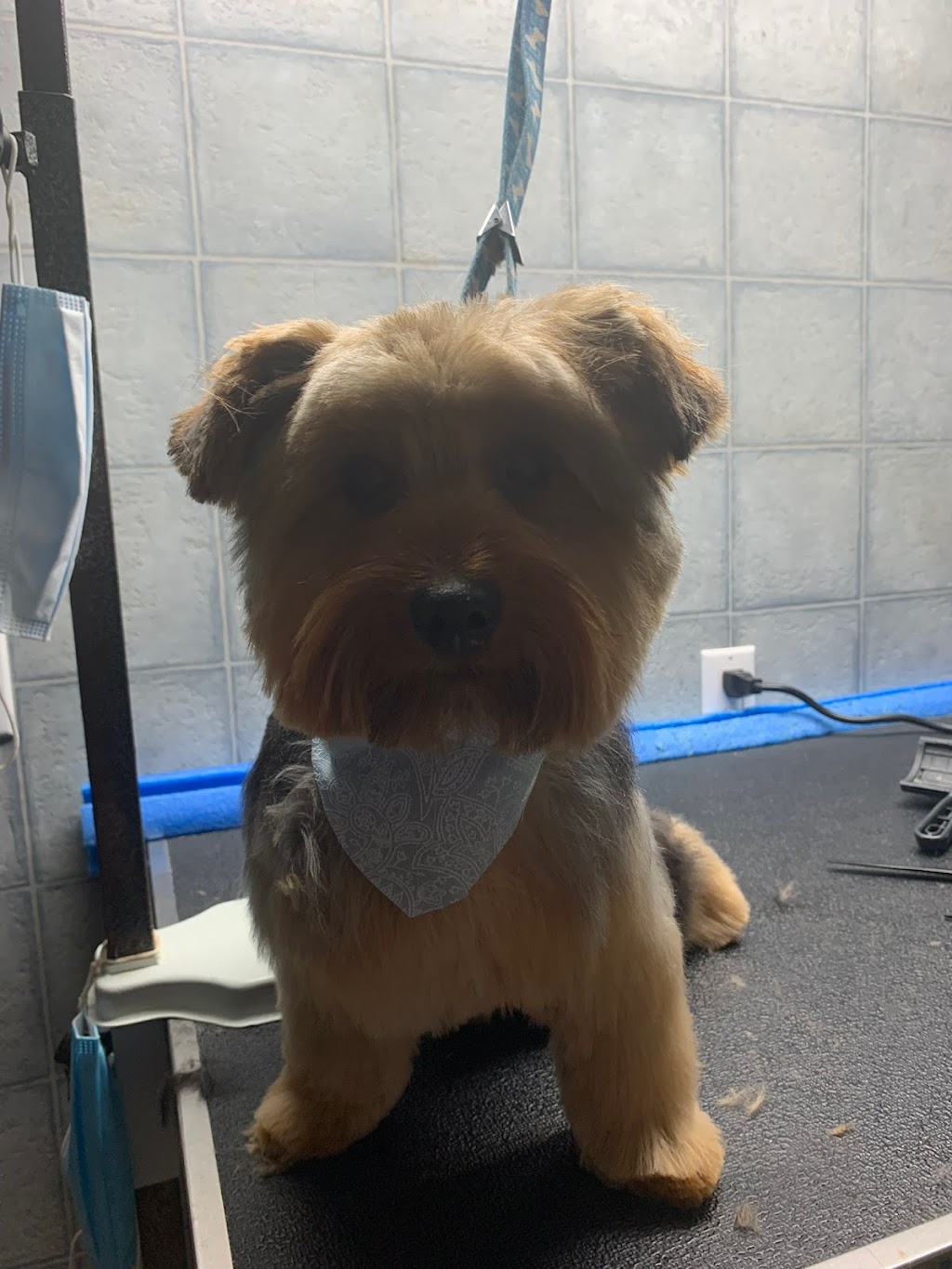 Bouctouche Grooming & Pet Supplies | 42 Rue De Parc, Bouctouche, NB E4S 3C5, Canada | Phone: (506) 743-8199