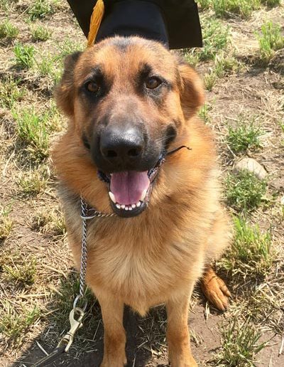 Justice Kennels, Dog Obedience Training | Township Rd 260, Lyalta, AB T0J 1Y0, Canada | Phone: (403) 880-3171