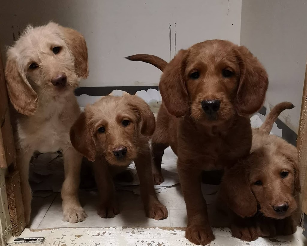 Ponsonby Poodle Doodles | 5941 Wellington Rd 7, Guelph, ON N1H 6J2, Canada | Phone: (519) 830-4334