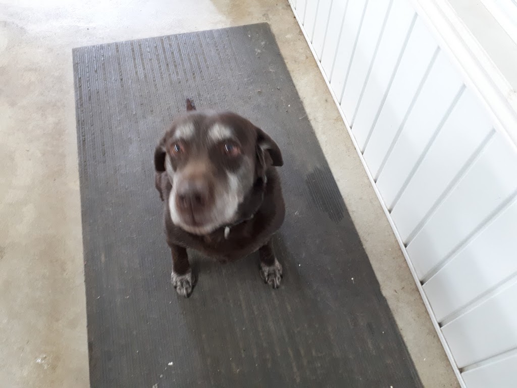 Pampered Pet Palace | 2798 S Talbot Rd, Cottam, ON N0R 1B0, Canada | Phone: (519) 733-5205